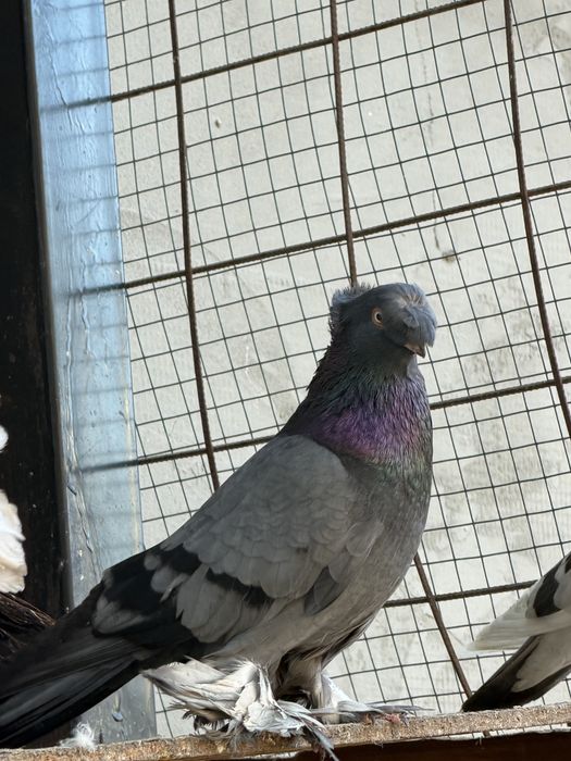 Porumbei ornament diferite rase