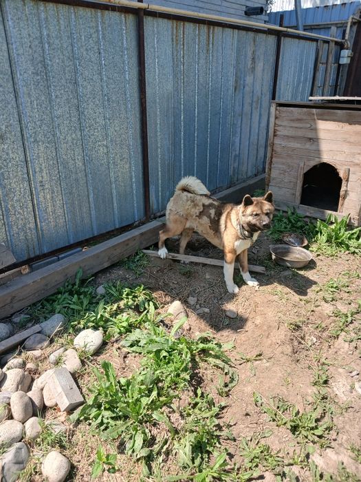 Американская акита