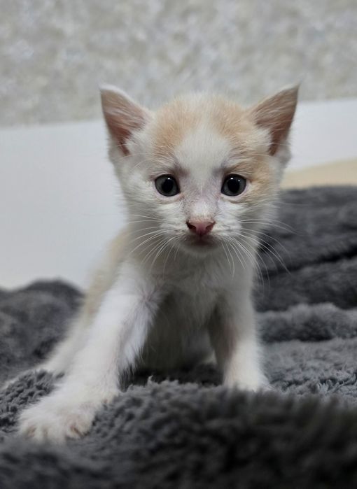 Очаровательные котята ищут дом)