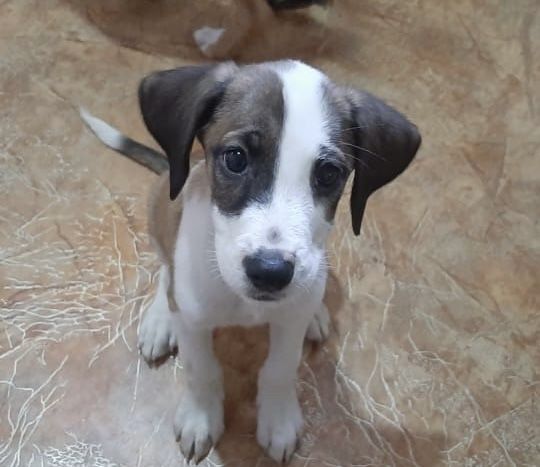 Щенки в добрые руки