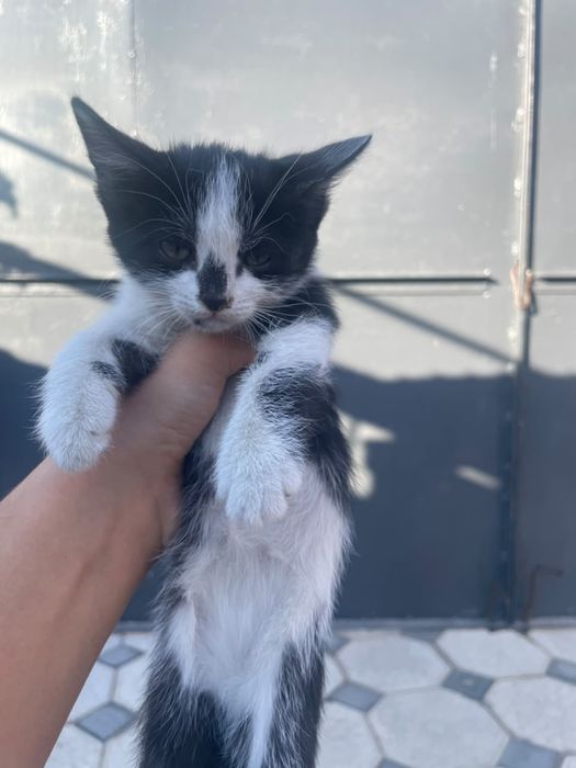 Котятки маленкие