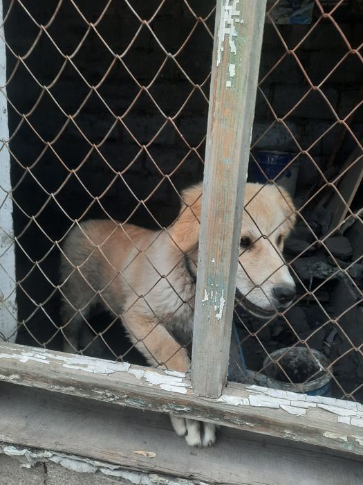 Продам щенок 4 месяць