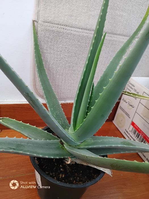 Vind Aloe Vera originară