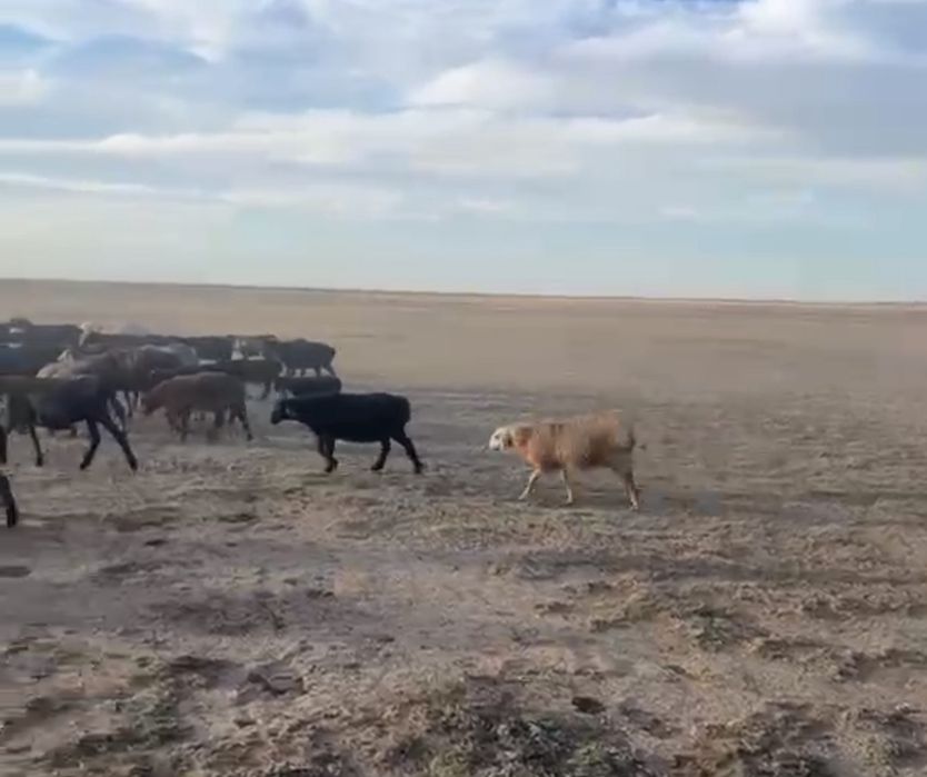 Жас койлар сатылады
