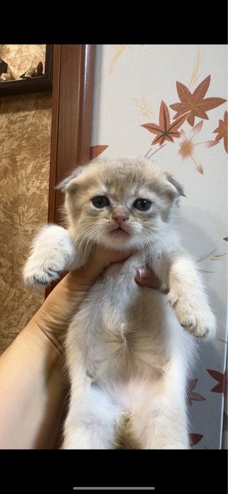 Продаются котята фолд и страйт