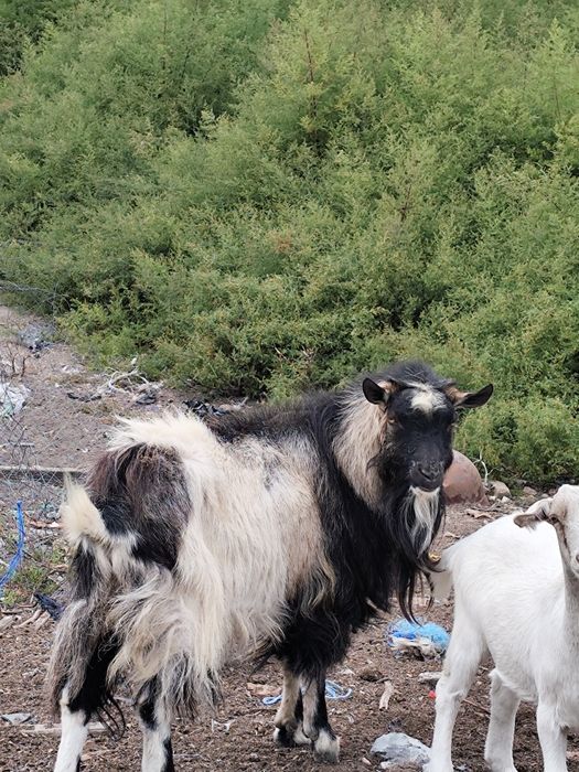 Vând țap de montă