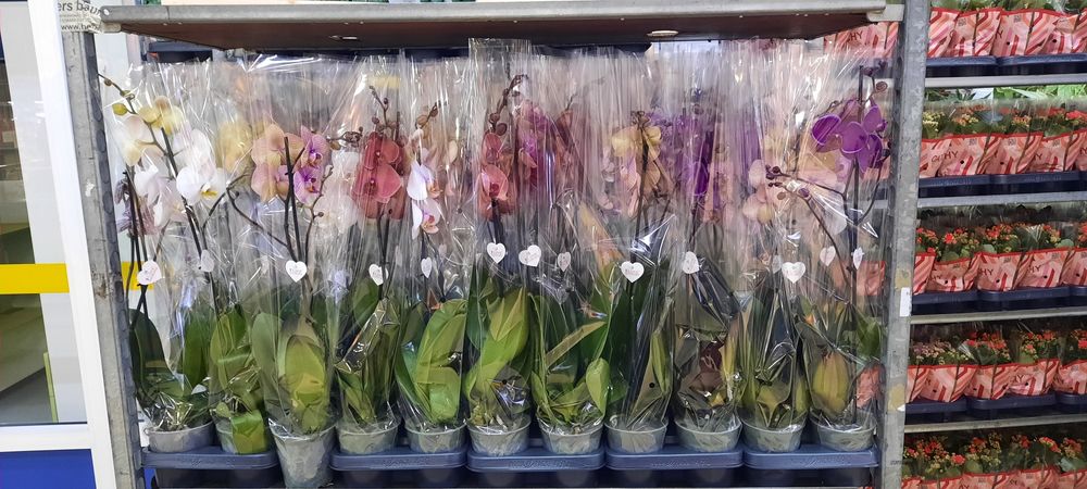 Цветы каланхое орхидея хризантемы