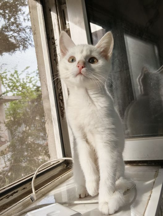 Продам котёнка девочка