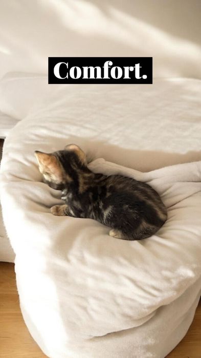 Бенгалски котета  8 седмични