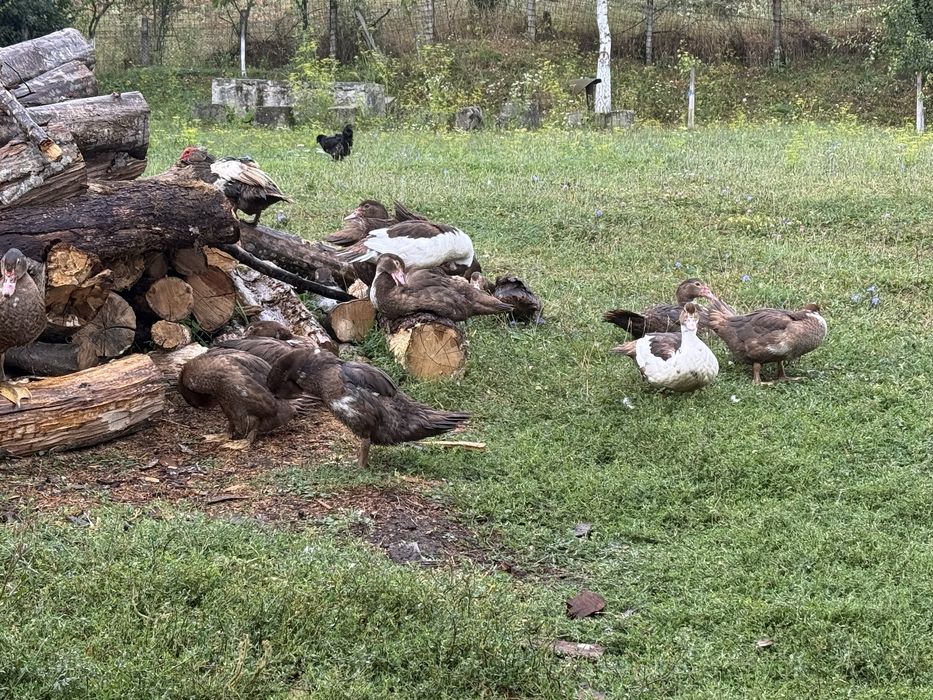 Rate lesesti si gaini de rasa