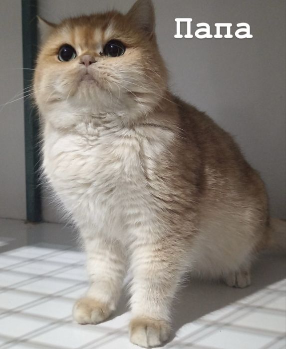Продается Котята