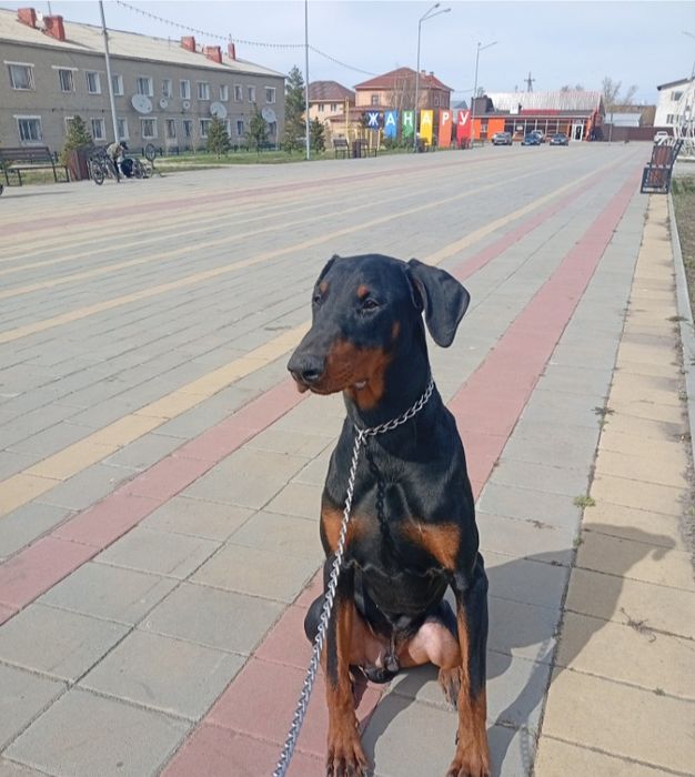 Продам добермана