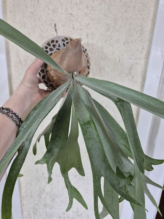 Папоротник Платицериум