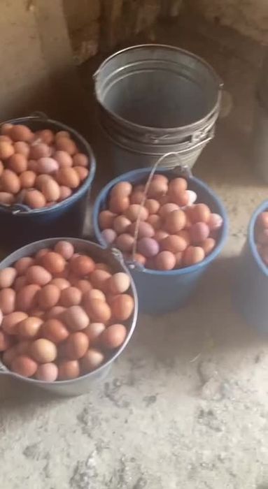 Qora qizil ok rangli xonaki uy tovuqlari sotiladi abyom va donaga