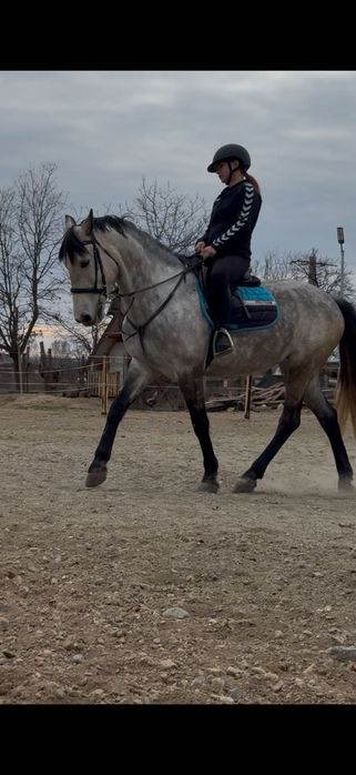 Cal de echitatie de vânzare