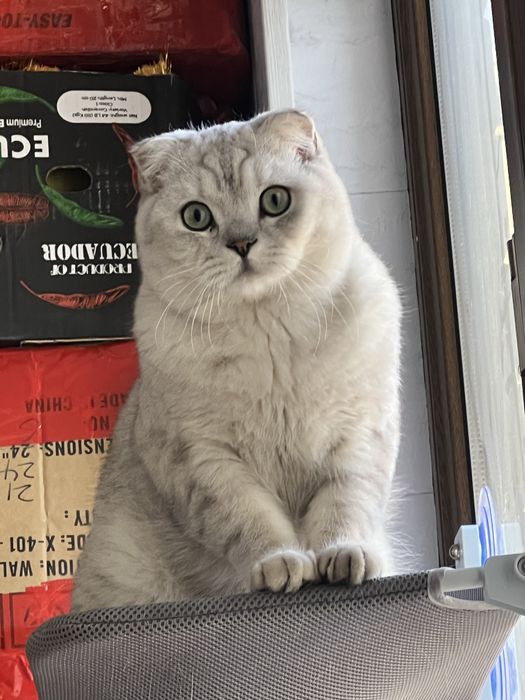 Berlmidi! SOTLMIDI ! Tekinga vyazka! Vyazkaga ! O’g’il bola ! 9 oyli!