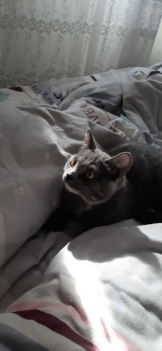 Отдам кошечку в добрые  руки