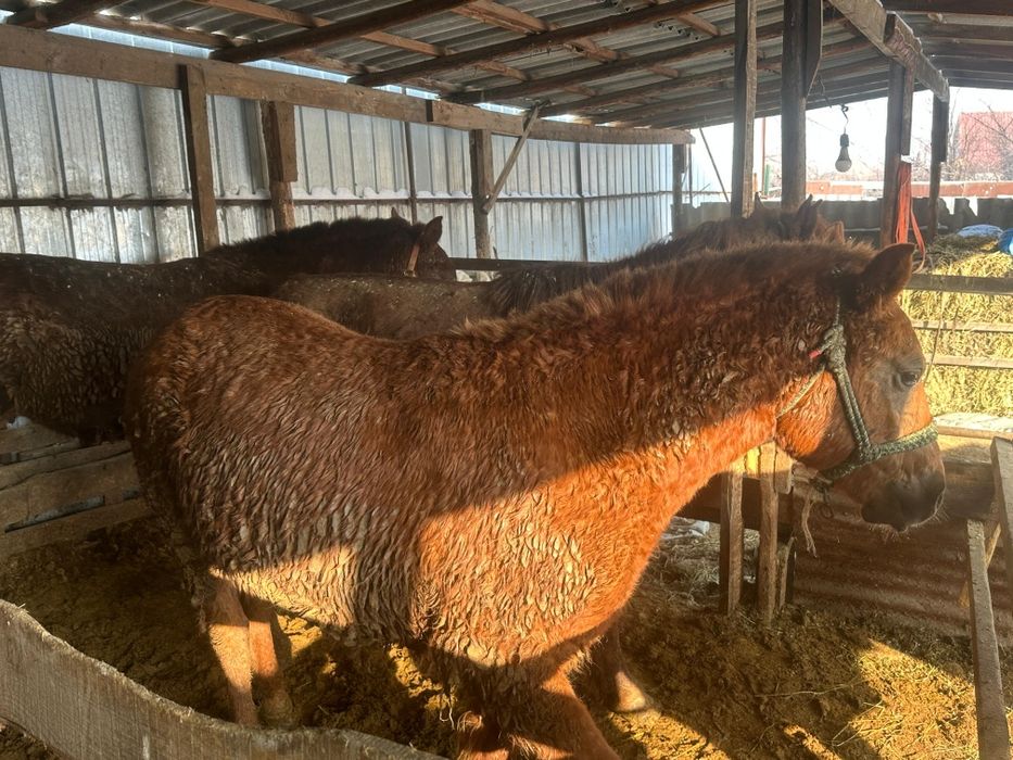 Жабағы кунандар сатылады