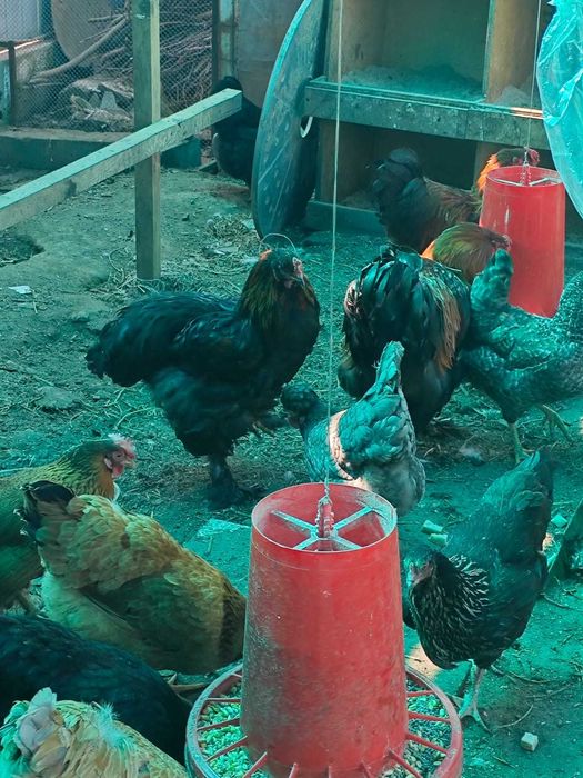 Брама петух модный