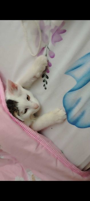 Пропала кошка , кто найдет звоните