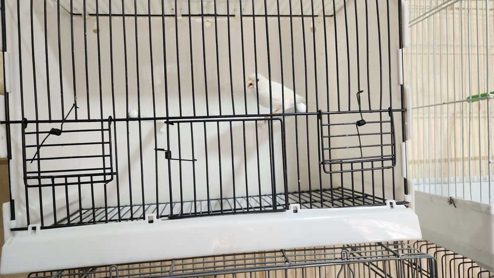 Канарейка сотилади