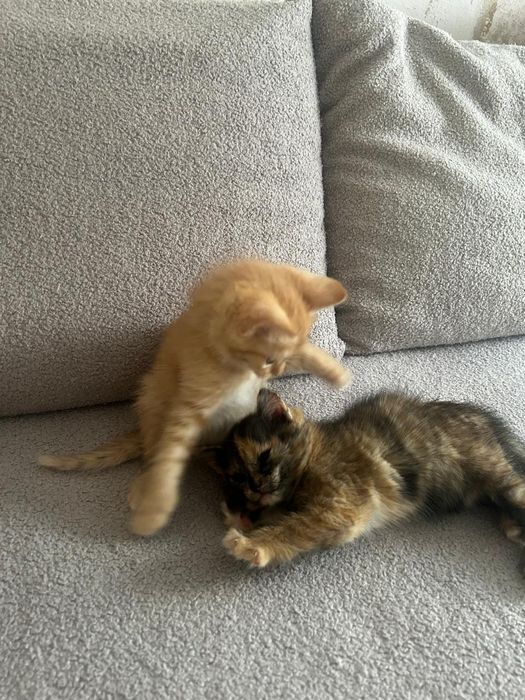 Отдам котят в хорошего руки