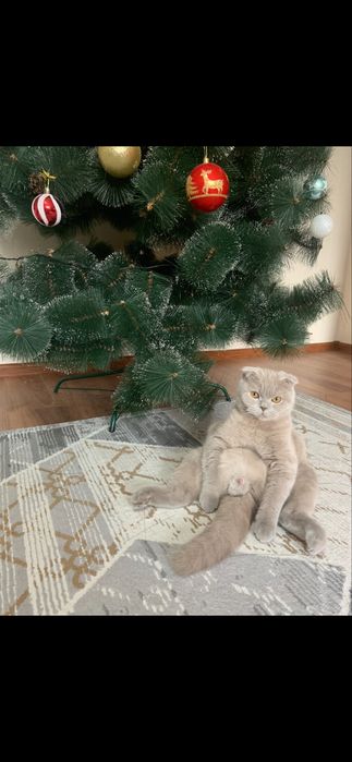 Ищем девочку для крассавца. Вязка