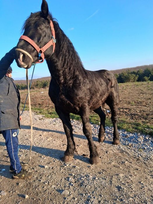 De vânzare un armăsar