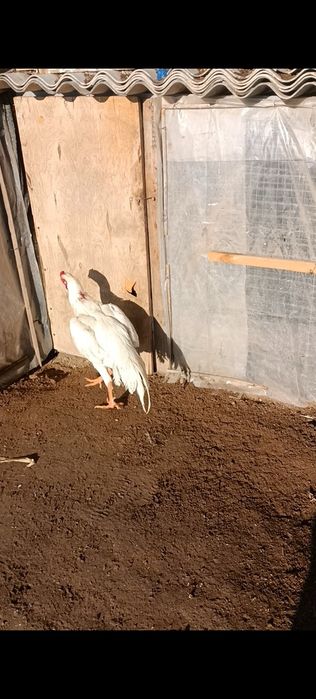 О шамо немцы Калуга сатылады