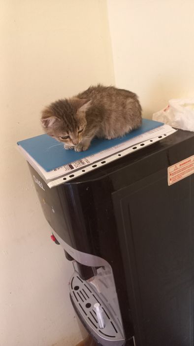 Котенок в добрые руки