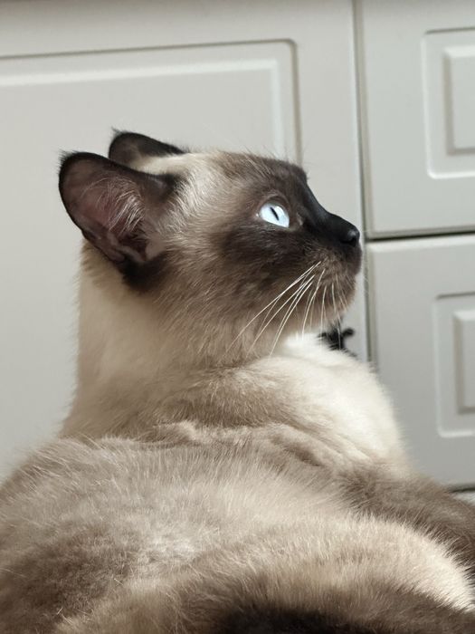 кошка в хорошие руки