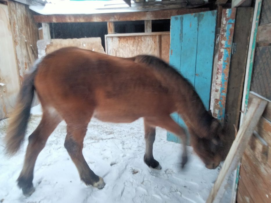 Продам кобылки 3 головы.