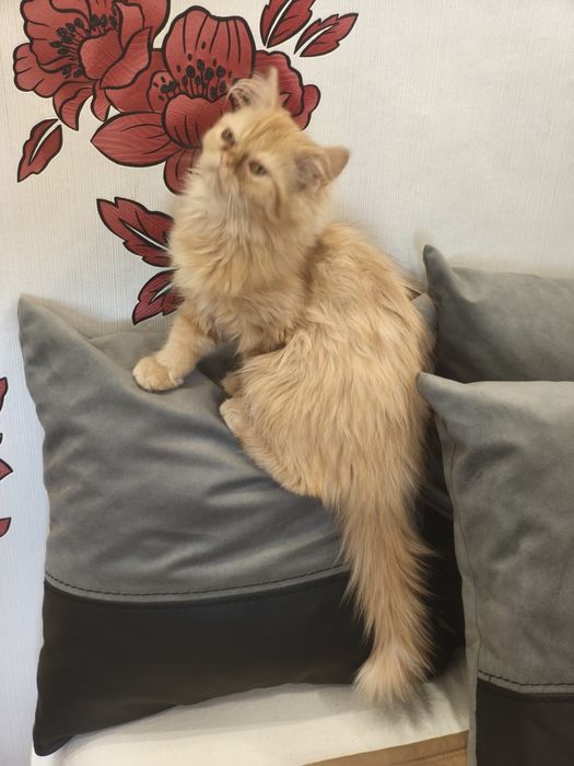 Персийско женско коте