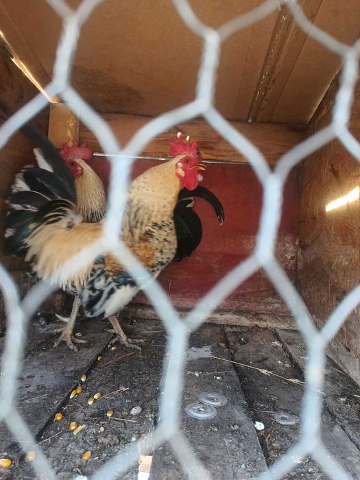 Schimb 2 cocoși pitici și 2 găinuși pe 3 puicuțe sau 3 găini