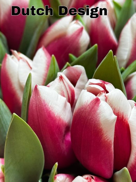 Тюльпаны Беларусь