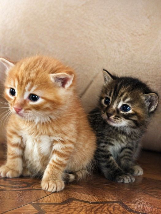 Продам котят, по доступной цене