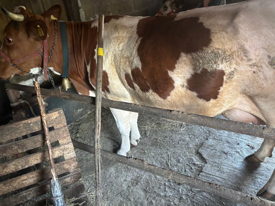 Vand vaca buna de lapte cu vitea