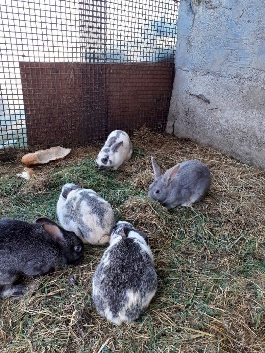 Vand iepuri de casa!!