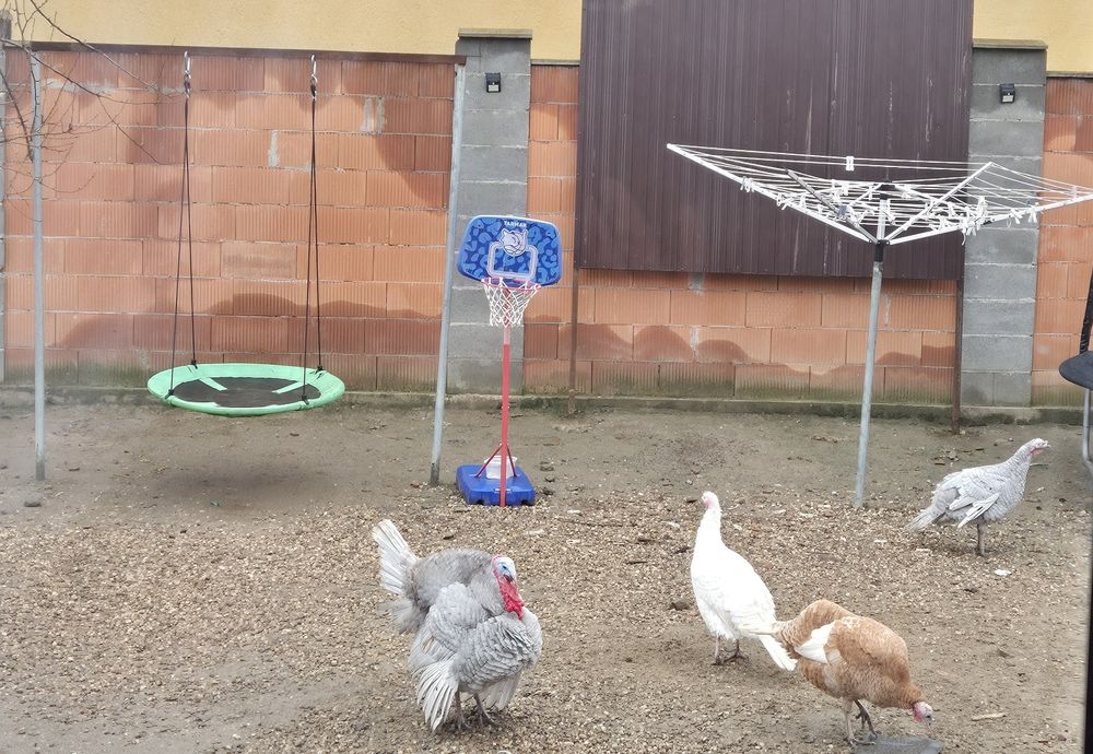 Vand o familie de curcani