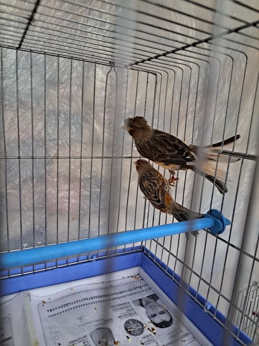 Продаются  конарейки