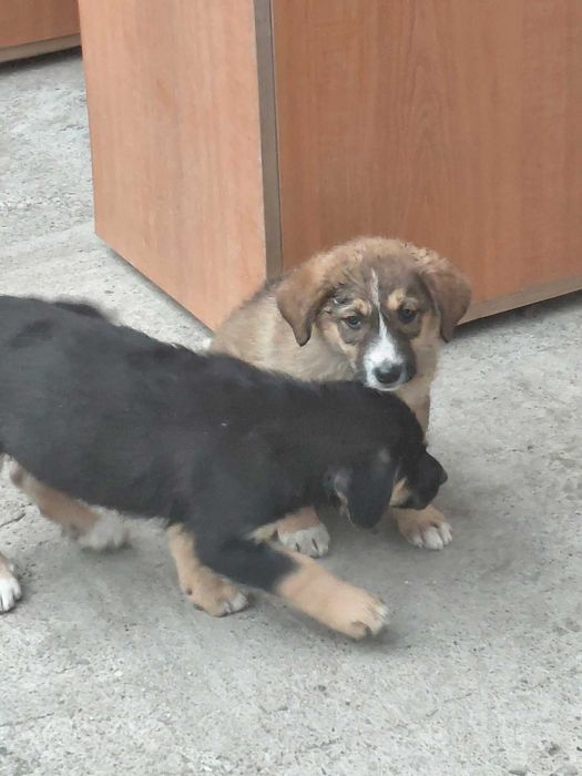 Donez catelusi, baietei si fetite de 2 luni, talie medie
