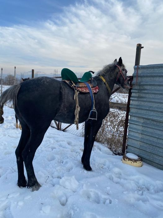 Продам жеребца...