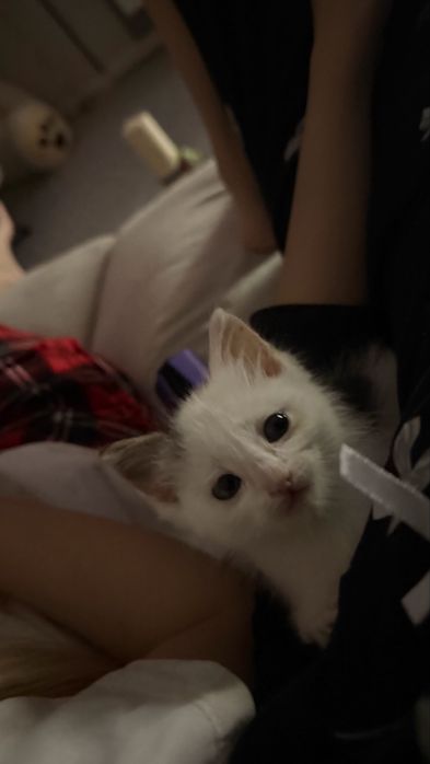 Отдам котёнка даром