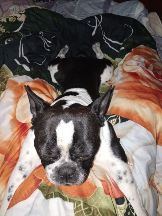 Французский бульдог