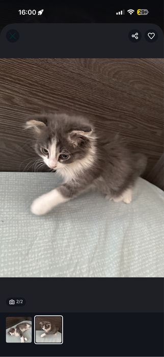 Котенок веслоухий