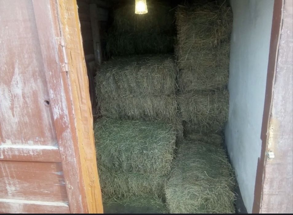 Клевер жонышка 100см