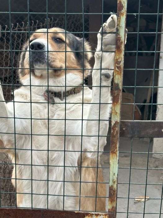 Тобет породистый