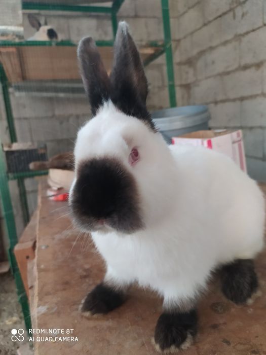 Кролики  породистые