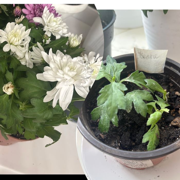 Хризантымы. Комнатные цветы