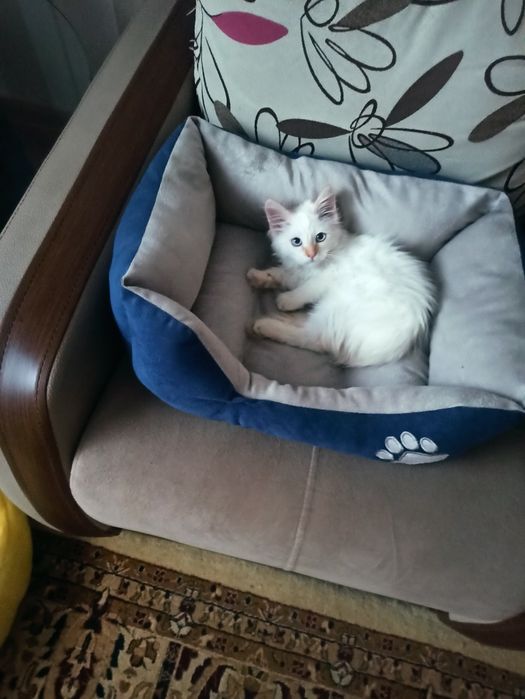 Продам котят 3,5 месяцев